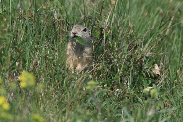 Esquilo Terrestre Europeu Spermophilus Citellus Rana República Checa — Fotografia de Stock