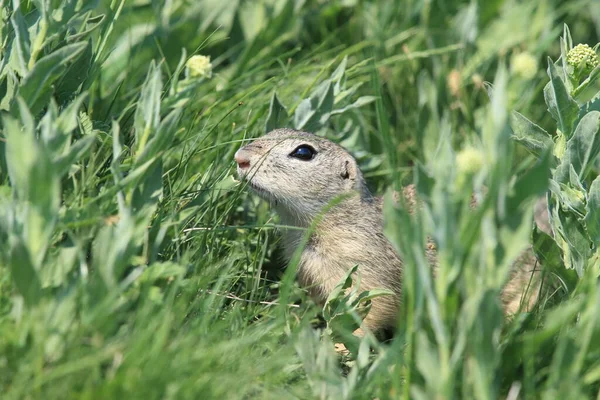 Esquilo Terrestre Europeu Spermophilus Citellus Rana República Checa — Fotografia de Stock