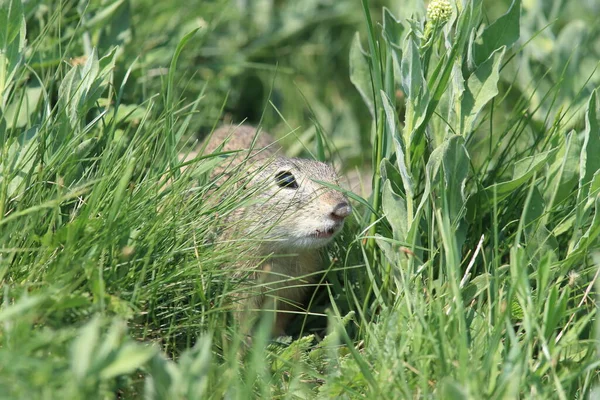 CAÇANDO OS MAIORES RATOS DO MUNDO NO PÂNTANO 