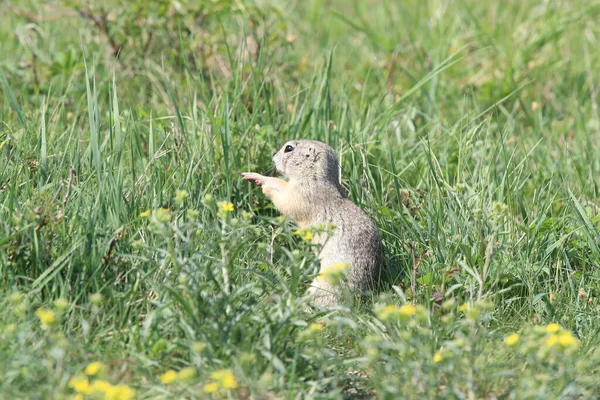 European Ground Squirrel Spermophilus Citellus Rana Czech Republic — Stock Photo, Image