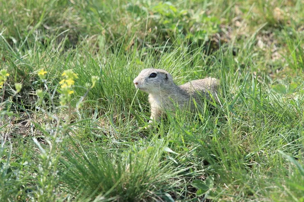 Ardilla Terrestre Europea Spermophilus Citellus Rana República Checa — Foto de Stock