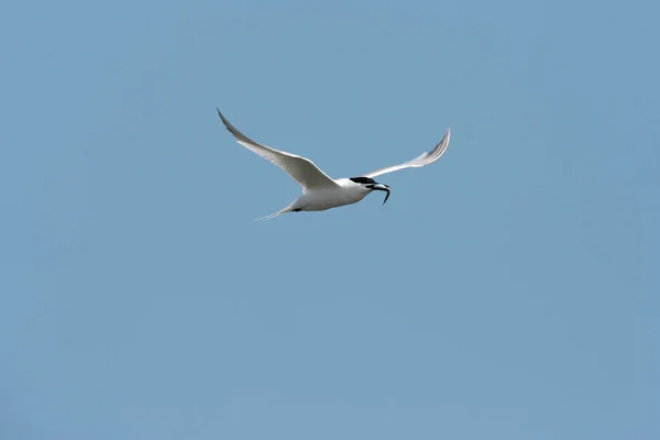 Sandwichstern Thalasseus Sandvicensis Eiland Helgoland Duitsland — Stockfoto