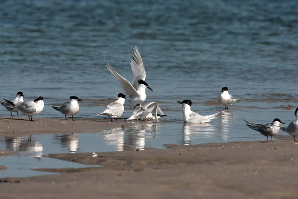 Sandwich Tern Thalasseus Sandvicensis Island Helgoland Alemanha — Fotografia de Stock