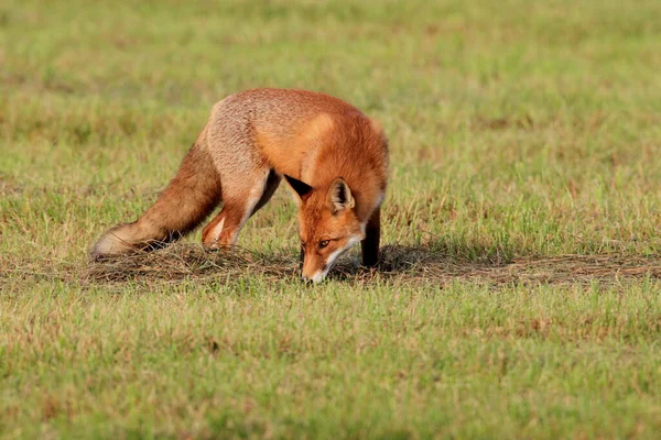 Червоний Лис Vulpes Vulpes Німеччина — стокове фото