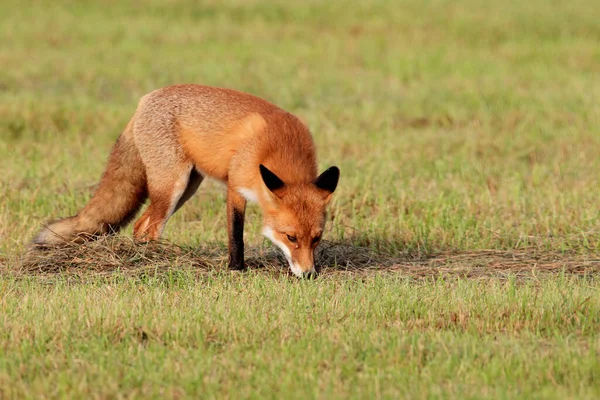 Червоний Лис Vulpes Vulpes Німеччина — стокове фото