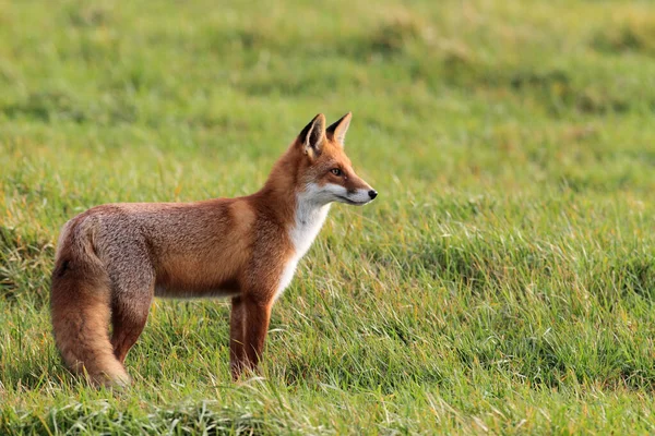 Renard Roux Vulpes Vulpes Allemagne — Photo