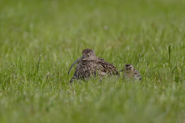 Großer Brachvogel Numenius Arquata Mit Jungen Norwegen — Stockfoto