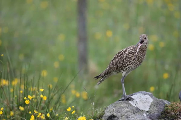 Großer Brachvogel Numenius Arquata Norwegen — Stockfoto