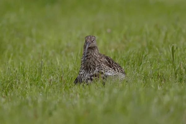 Großer Brachvogel Numenius Arquata Mit Jungen Norwegen — Stockfoto