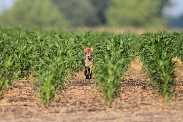 Red Fox Vulpes Vulpes Germany — Stock Photo, Image