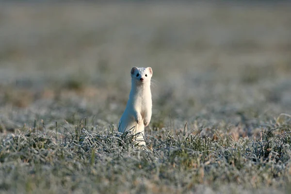 Stoat Mustela Erminea Belette Queue Courte Hiver — Photo