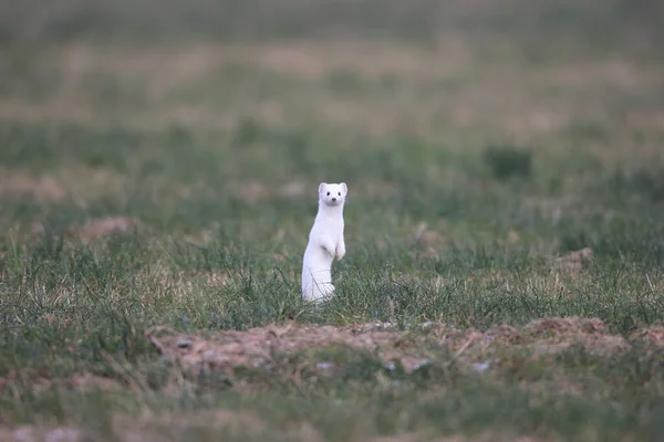 Stoat Mustela Erminea Νυφίτσα Μικρή Ουρά Χειμώνα — Φωτογραφία Αρχείου