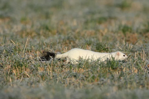 Stoat Mustela Erminea Νυφίτσα Μικρή Ουρά Χειμώνα — Φωτογραφία Αρχείου