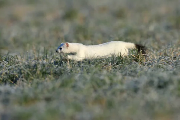 Stoat Mustela Erminea Short Tailed Weasel Winter — Stock Photo, Image