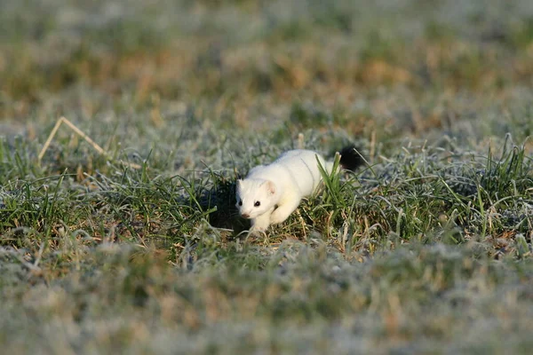 Stoat Mustela Erminea Νυφίτσα Μικρή Ουρά Χειμώνα — Φωτογραφία Αρχείου