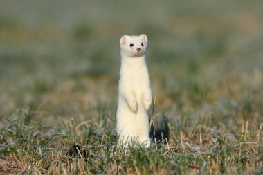 stoat (Mustela erminea),short-tailed weasel in the  Winter  clipart