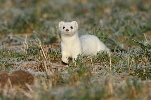 Stoat Mustela Erminea Short Tailed Weasel Winter — Stock Photo, Image
