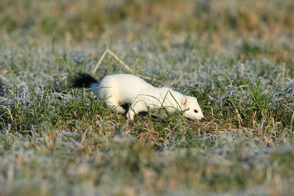 Stoat Mustela Erminea Νυφίτσα Μικρή Ουρά Χειμώνα — Φωτογραφία Αρχείου