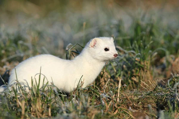 Stoat Mustela Erminea Comadreja Cola Corta Invierno —  Fotos de Stock