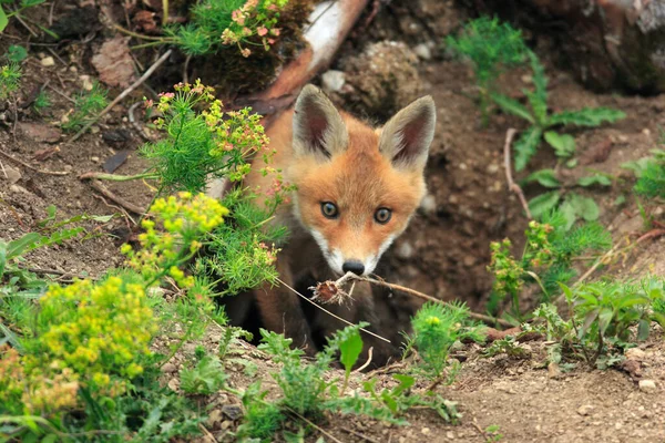 Família Raposas Vermelhas Brincando Perto Toca Filhotes Vulpes — Fotografia de Stock