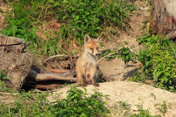 Família Raposas Vermelhas Brincando Perto Toca Filhotes Vulpes — Fotografia de Stock