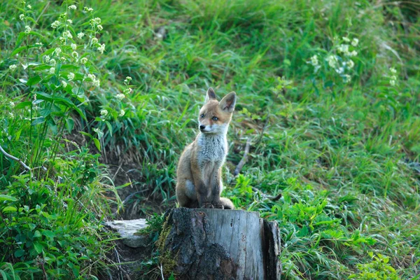 Rodina Červených Lišek Hrající Blízkosti Doupěte Mláďata Vulpes — Stock fotografie