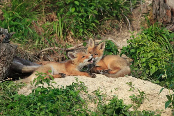 Yuvanın Yanında Oynayan Kızıl Tilki Ailesi Vulpes Yavruları — Stok fotoğraf