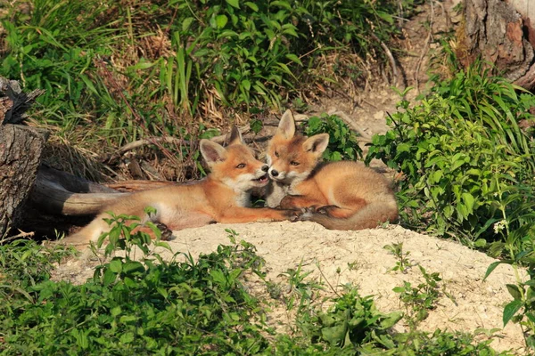 Família Raposas Vermelhas Brincando Perto Toca Filhotes Vulpes — Fotografia de Stock