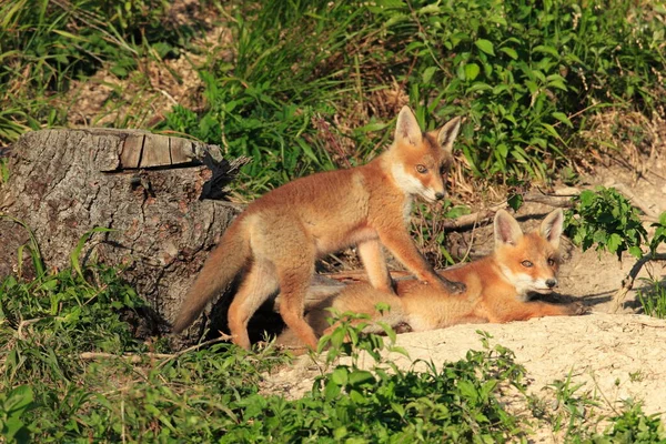 Família Raposas Vermelhas Brincando Perto Toca Filhotes Vulpes — Fotografia de Stock