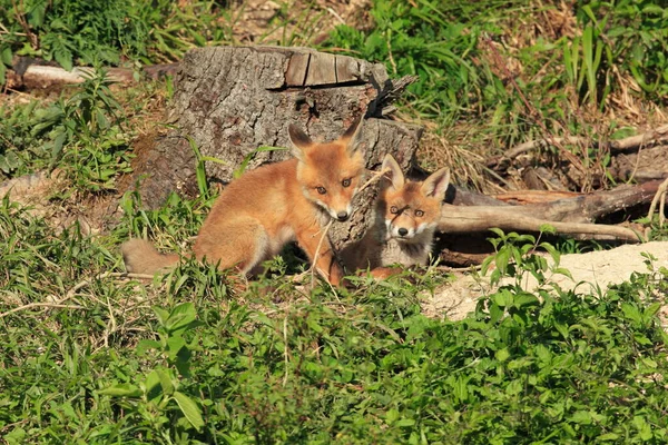 红狐家族在洞穴附近玩耍 秃鹫幼崽 — 图库照片