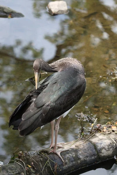 Jonge Zwarte Ooievaar Ciconia Nigra Saksen Duitsland — Stockfoto