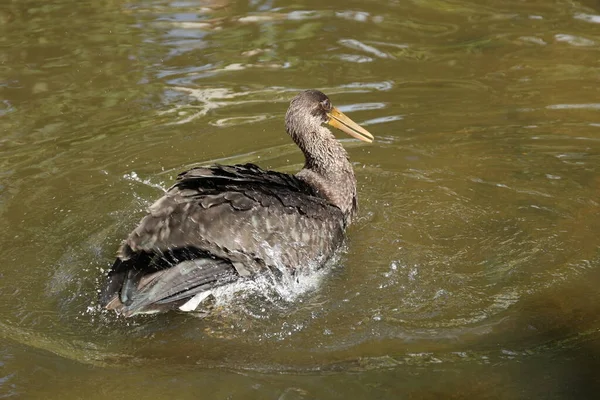 Jonge Zwarte Ooievaar Ciconia Nigra Saksen Duitsland — Stockfoto