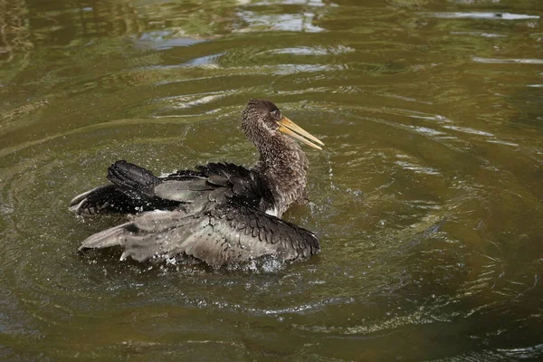 Joven Cigüeña Negra Ciconia Nigra Sajonia Alemania —  Fotos de Stock