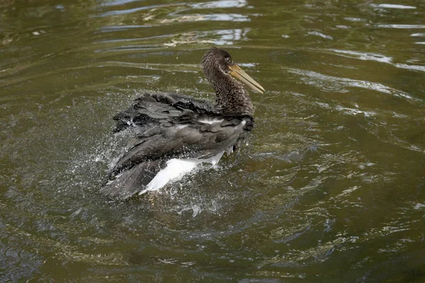 Cegonha Preta Jovem Ciconia Nigra Saxônia Alemanha — Fotografia de Stock