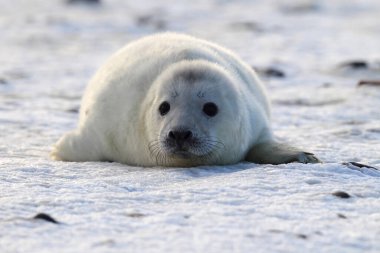 Grey Seal (Halichoerus grypus) Pup Helgoland Germany clipart