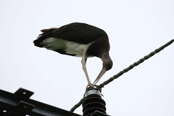 Young Black Stork Ciconia Nigra Saxony Germany — Stock Photo, Image