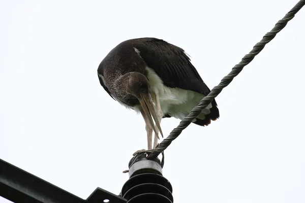 Young Black Stork Ciconia Nigra Sachsen Γερμανία — Φωτογραφία Αρχείου