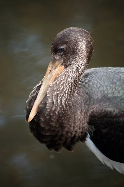 若い黒いコウノトリ Ciconia Nigra ドイツ — ストック写真