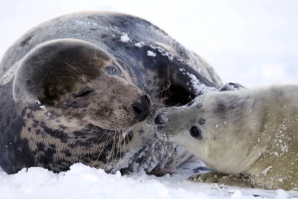 Phoque Gris Halichoerus Grypus Pup Helgoland Allemagne — Photo