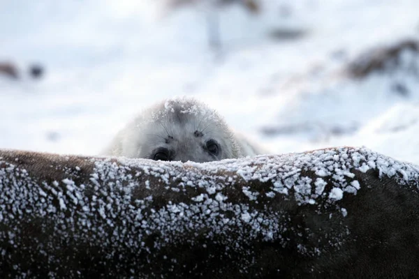 Grey Seal Halichoerus Grypus Pup Helgoland Germany — стокове фото