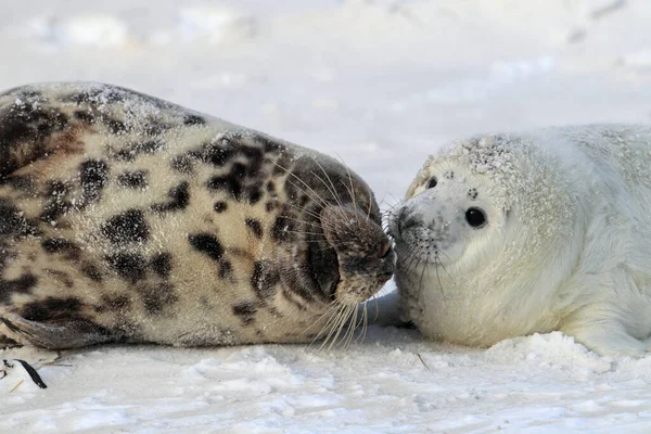 Sello Gris Halichoerus Grypus Pup Helgoland Alemania — Foto de Stock