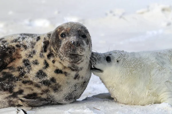 Sello Gris Halichoerus Grypus Pup Helgoland Alemania — Foto de Stock