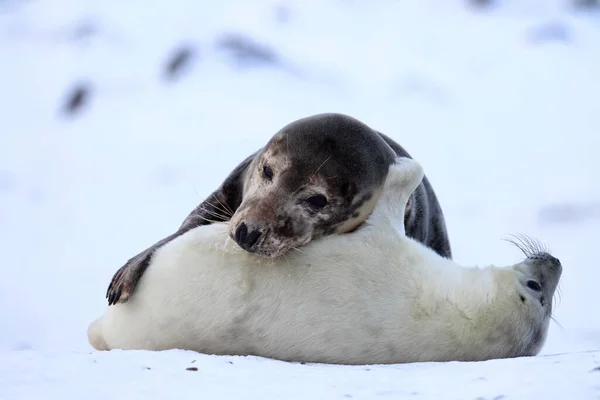 Sello Gris Halichoerus Grypus Pup Helgoland Alemania — Foto de Stock