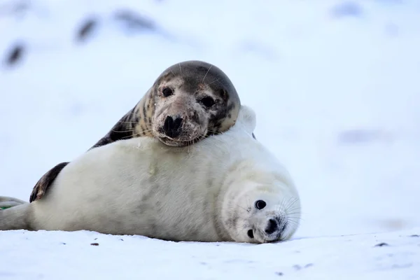 Grey Seal Halichoerus Grypus Pup Helgoland Germany — 스톡 사진