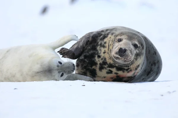 Grey Seal Halichoerus Grypus Pup Helgoland Germany — 스톡 사진