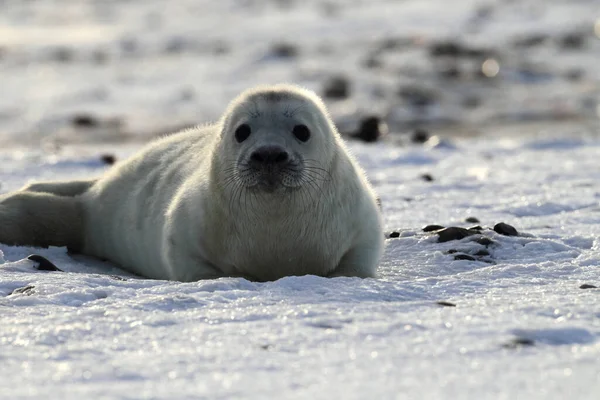 Grey Seal Halichoerus Grypus Pup Helgoland Γερμανία — Φωτογραφία Αρχείου
