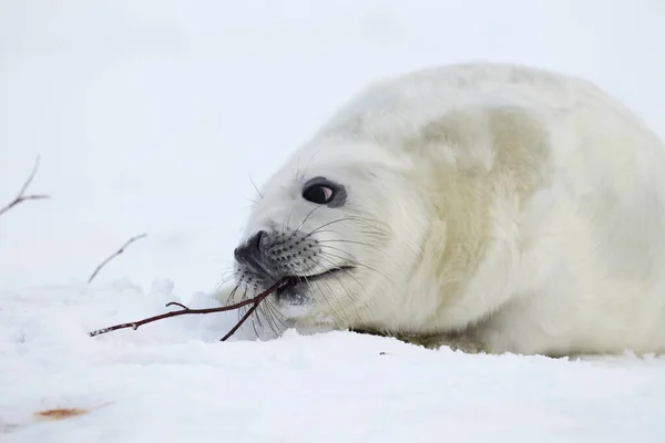 Grey Seal Halichoerus Grypus Pup Helgoland Německo — Stock fotografie