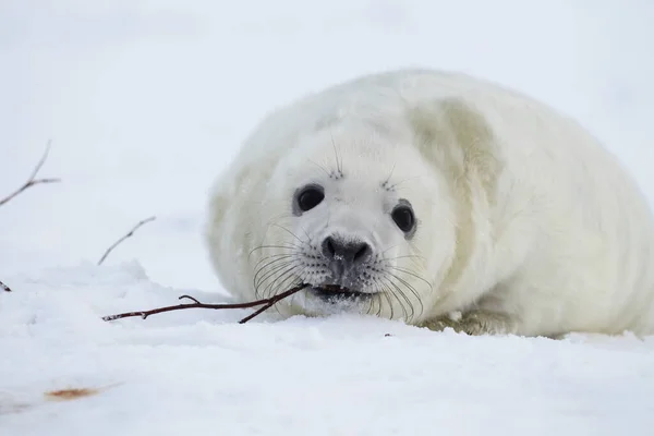 Grey Seal Halichoerus Grypus Pup Helgoland Germany — Stock Photo, Image