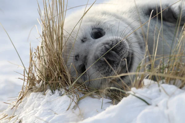 Grey Seal Halichoerus Grypus Pup Helgoland Germany — стокове фото