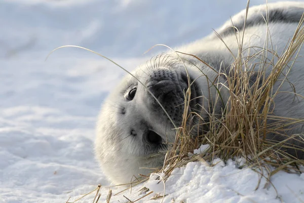 Grey Seal Halichoerus Grypus Pup Helgoland Germany — стокове фото